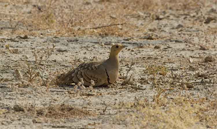 Desert National Park