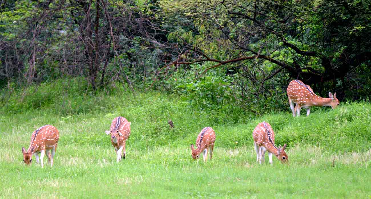Keoladeo Ghana National Park, Bharatpur Bird Sanctuary