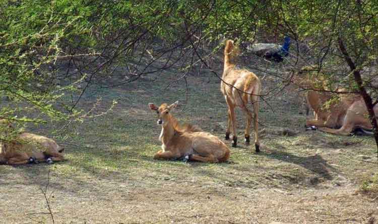 Nahargarh Biological Park