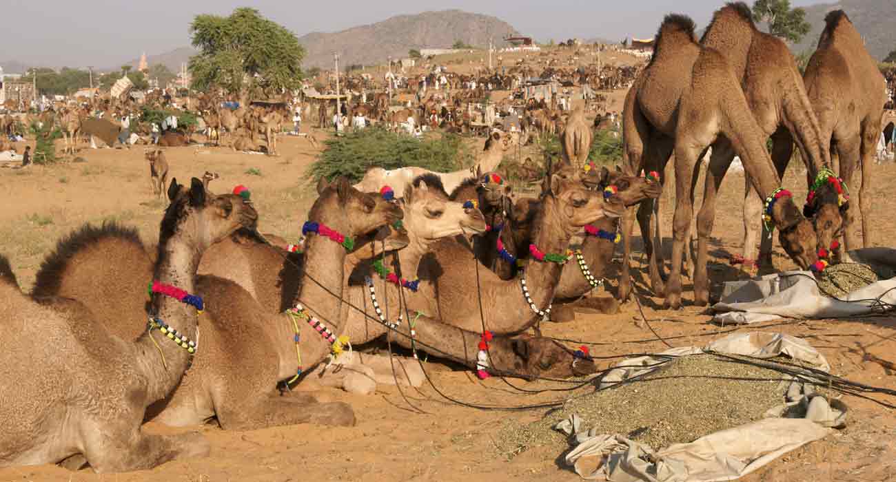 Pushkar Camel Fair