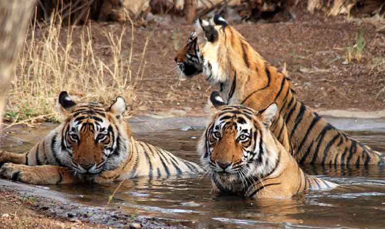 Ranthambore National Park