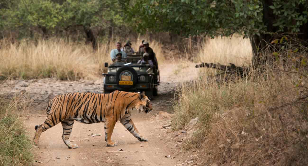 Ranthambhore Safari with Jaipur