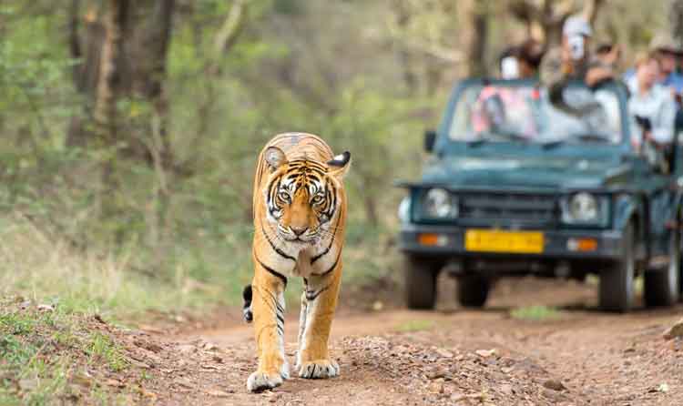 Wildlife in Rajasthan