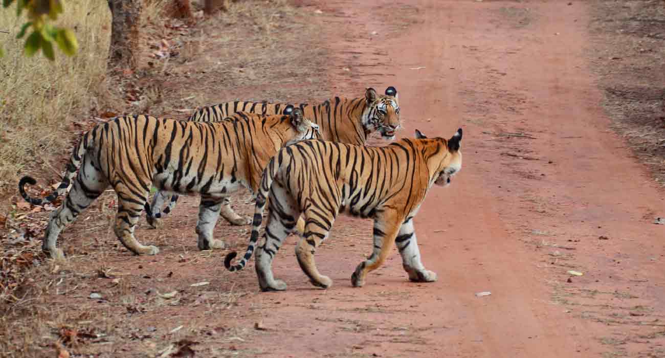 Sariska Tiger Reserve