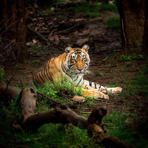 Rajasthan Wildlife