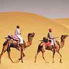 Desert and Camel Safari